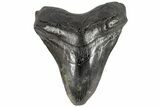 Fossil Megalodon Tooth - South Carolina #170590-1